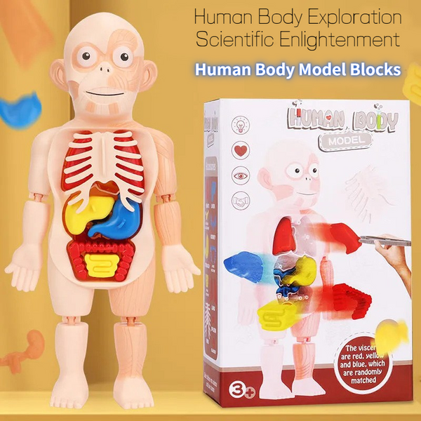 Human Organ Model